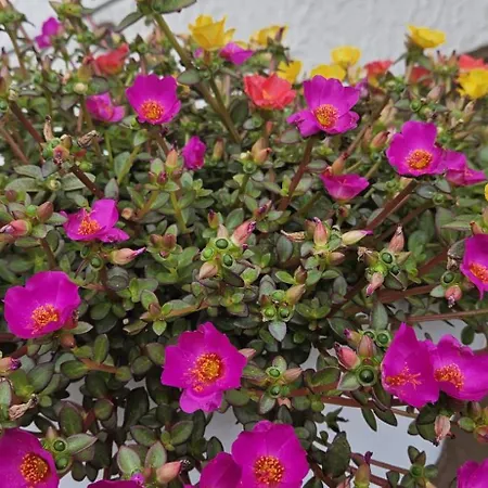 Haus Pusteblume Apartment *