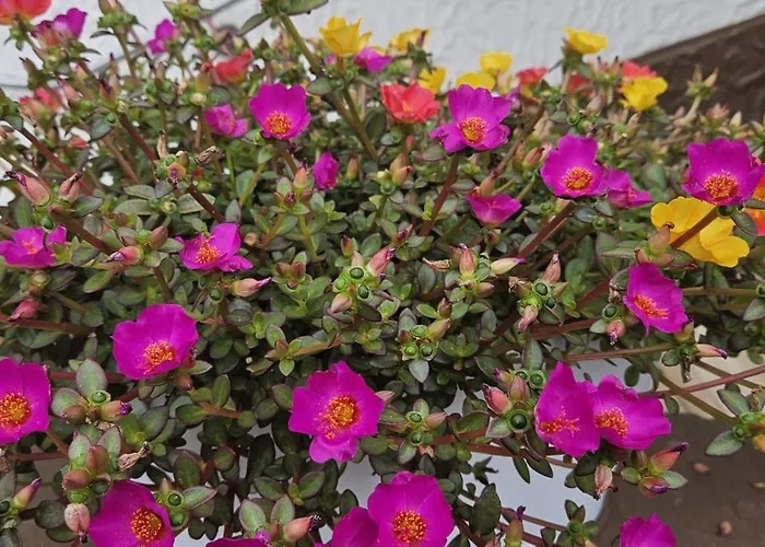 Haus Pusteblume Apartamento *